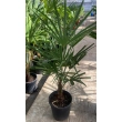 PALMA trachycarpus fortunei (Szorstkowiec) XL